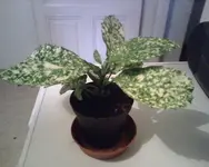 IMG00339a.webp