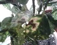 IMG00340a.webp