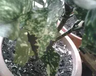 IMG00343a.webp