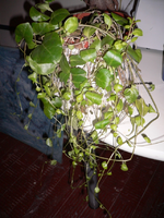 P1030820.webp