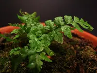 DSCF0159a.webp