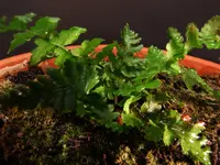 DSCF0160a.webp