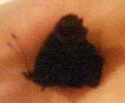 flattervieh.webp