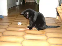 katzen 036.webp