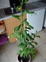 Bilder Ebay 067.webp