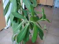 Bilder Ebay 068.webp
