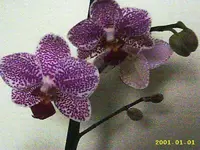 IMAGE0071.JPG1.webp