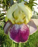 Gelb-Dunkelrosa.webp