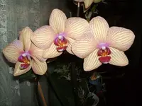 400_6234623634663036.webp