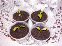 bild003.webp