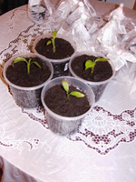 bild004.webp