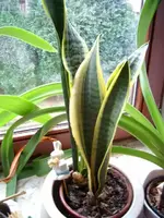 pic_0004.webp