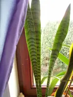 pic_0005.webp