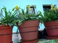 madeira (1).webp