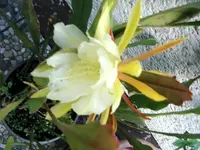 epiphyllum.webp