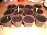 pic_0009.webp
