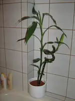 IMG_0832_1.webp