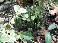 Frühling 1 (6).webp