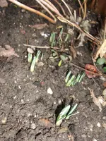 Frühling 1 (4).webp