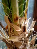 P1140020.webp