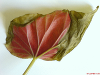DSC01291.webp
