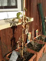 himbeere.webp