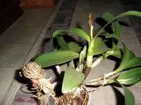 orchis 5.webp