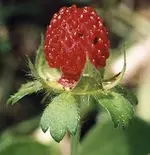 duchesnea_indica_nmk_herb_30.webp