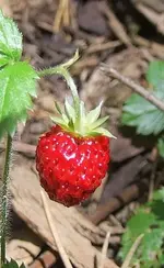 fragaria-vesca2.webp