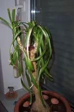 Kopie von 100_2665.webp