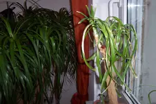 100_2543.webp