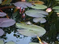 sept.07 013.webp