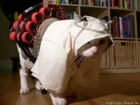 cat.webp