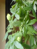 DSC00771.webp