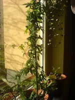 DSC00767.webp