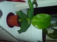 DSC00021.webp