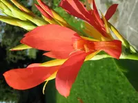IMG_0155_canna_1.webp