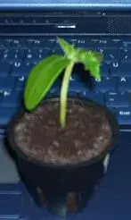 gurke.webp
