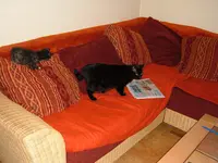 katzen 015.webp