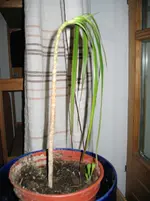 27_01.webp