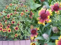 Pflanze1.webp