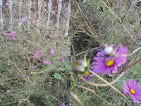 Pflanze5.webp