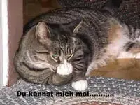 lustige-bilder8.webp