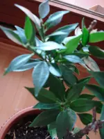 DSC03632.webp