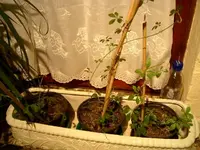 PIC_0057.webp