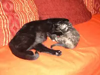 baghira und paula 004.webp