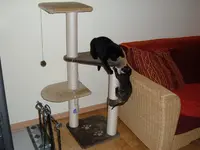 katzen 012.webp