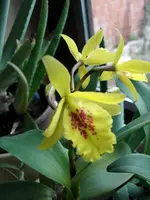 catt blüte.webp