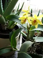 Cattleya.webp
