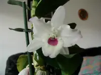 Dend Blüte.webp